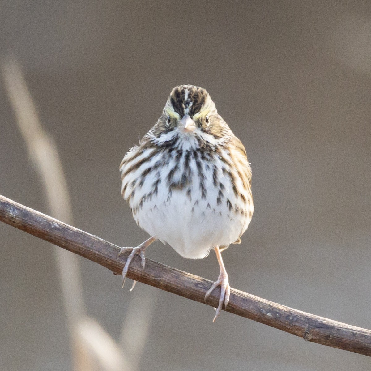 Savannah Sparrow - ML646211367