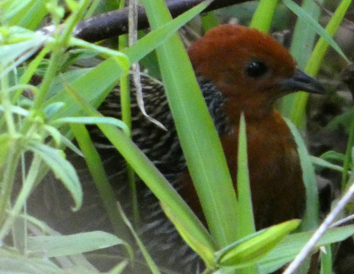 Пухохвіст мадагаскарський - ML646211372