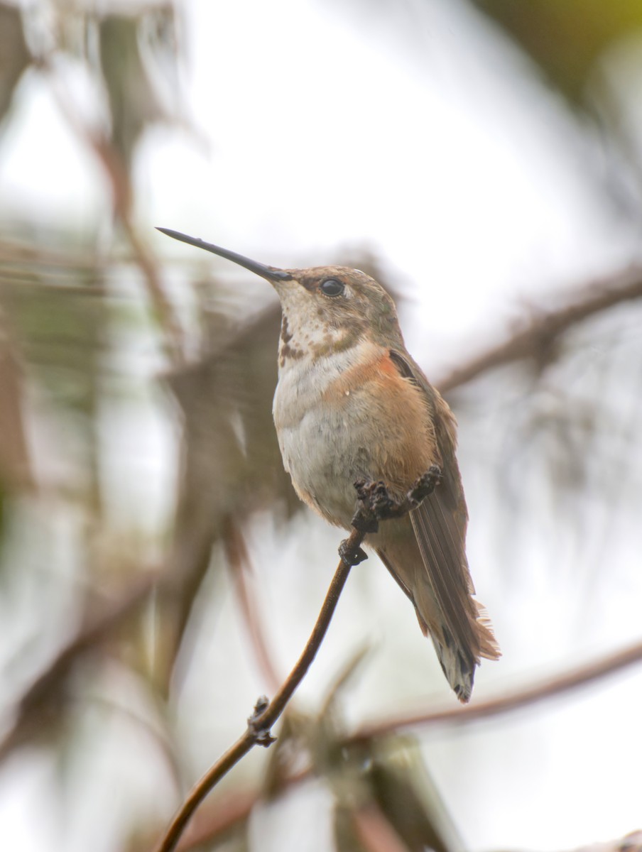 Rufous Hummingbird - ML646211379