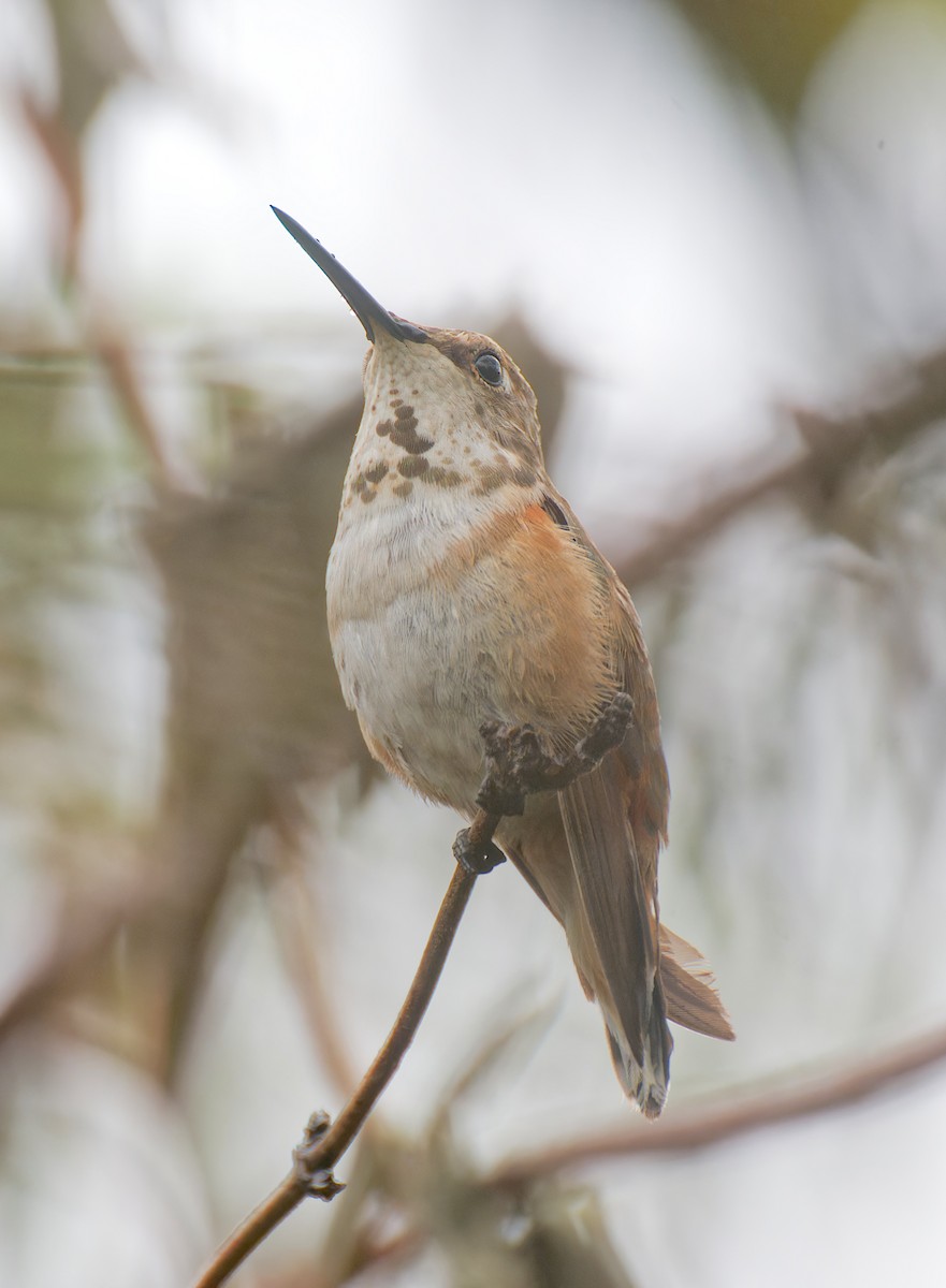 Rufous Hummingbird - ML646211380