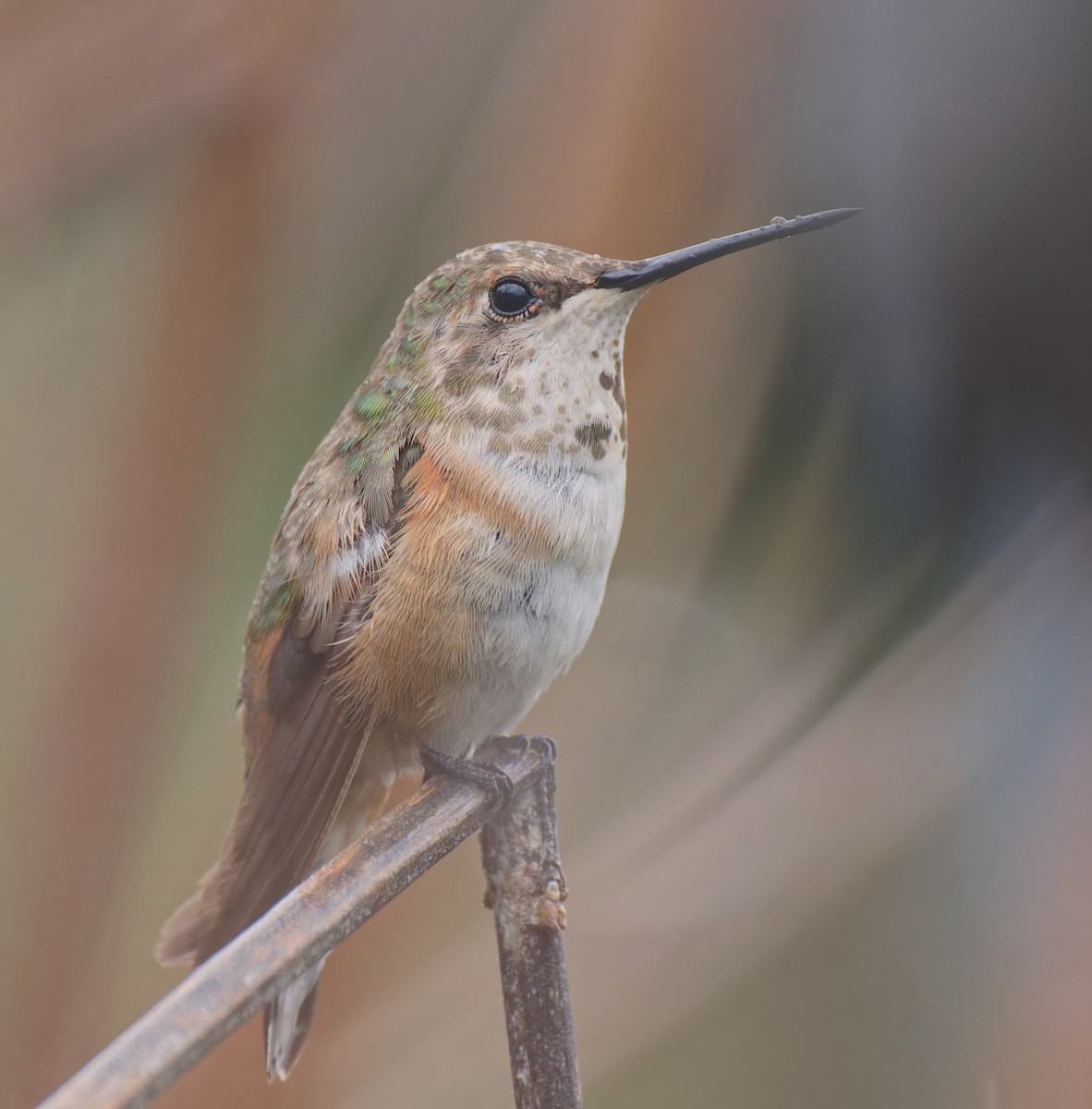 Rufous Hummingbird - ML646211381