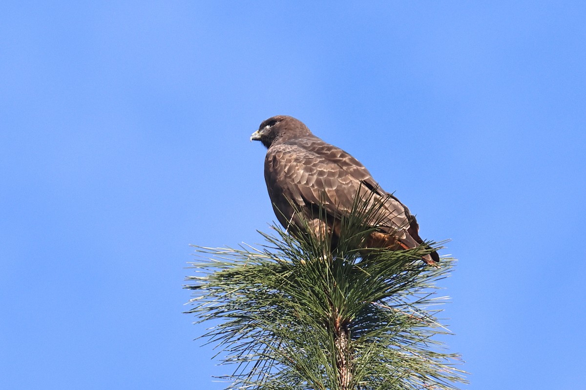 káně rudochvostá - ML646211388