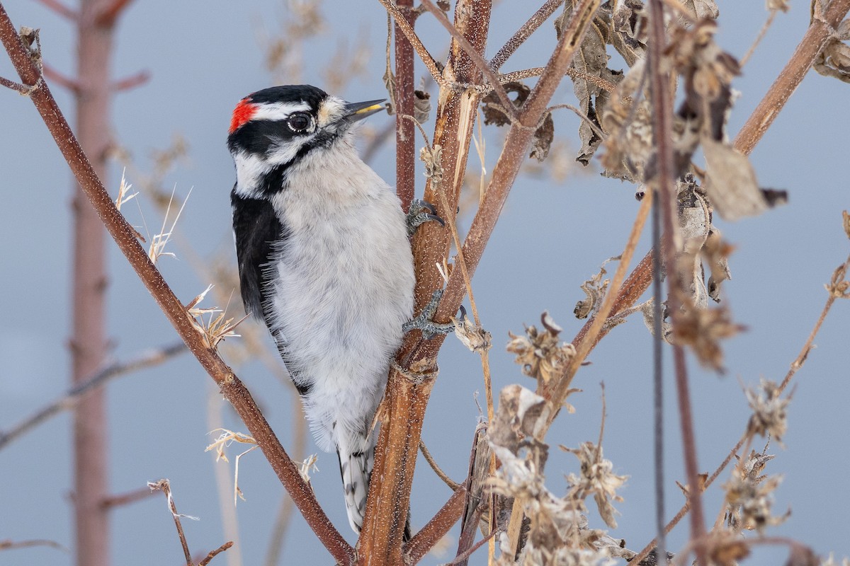 Downy Woodpecker - ML646211400