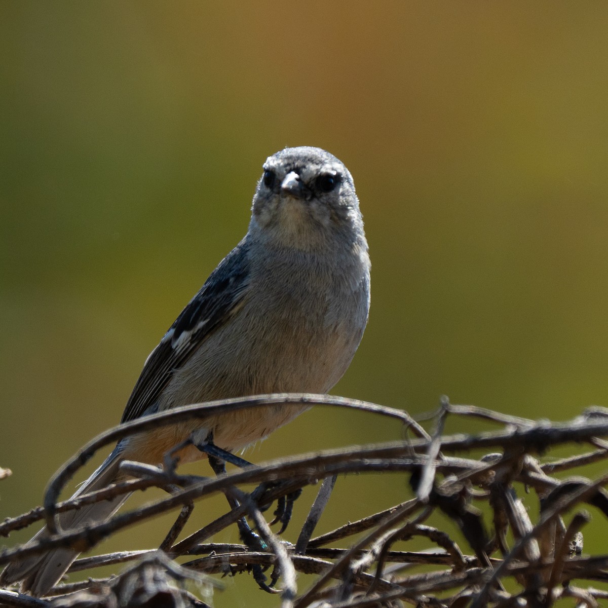 Cinereous Conebill - ML646211403