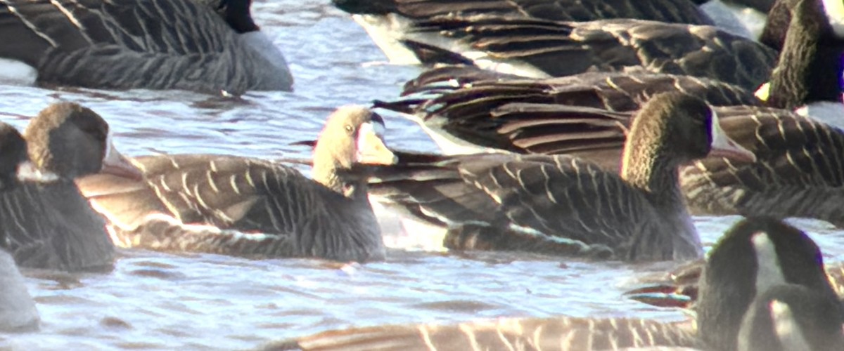 Greater White-fronted Goose - ML646211404