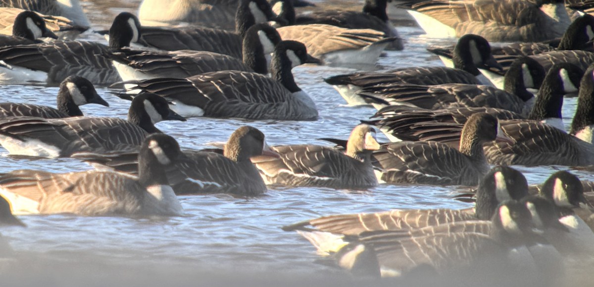 Greater White-fronted Goose - ML646211406