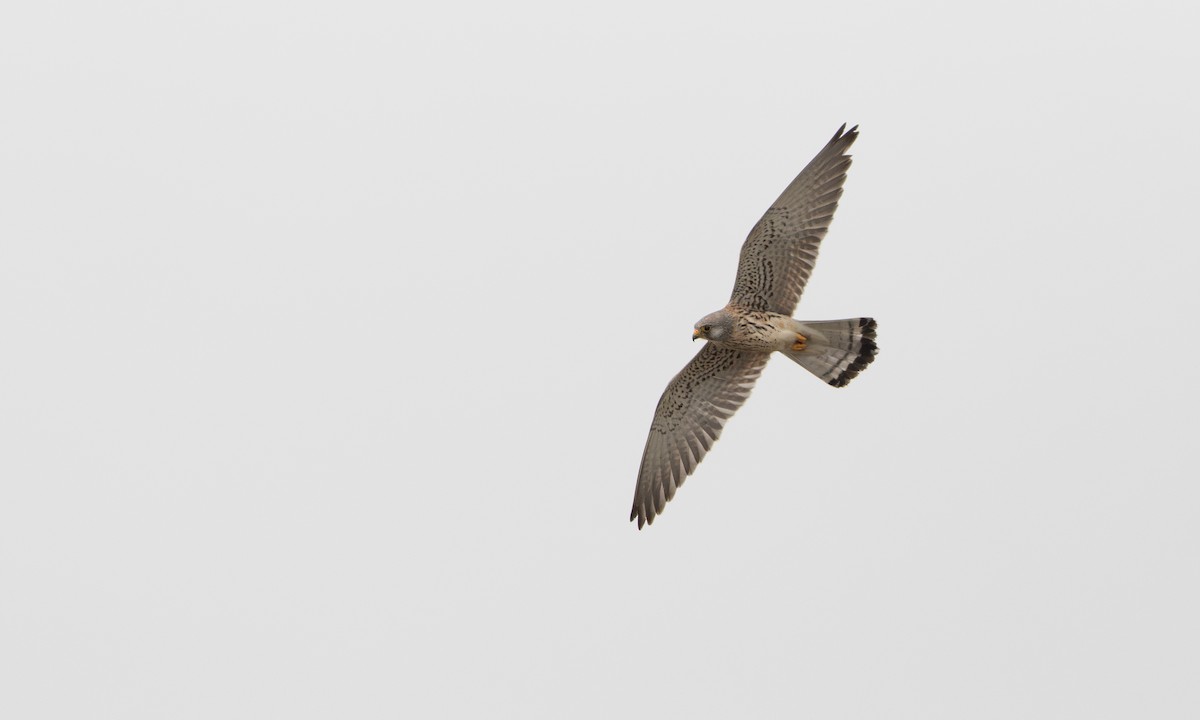 Lesser Kestrel - ML646211407