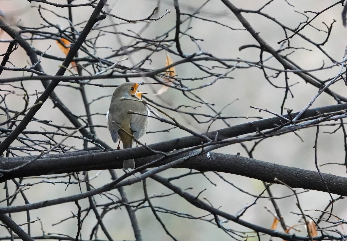 European Robin - ML646211411