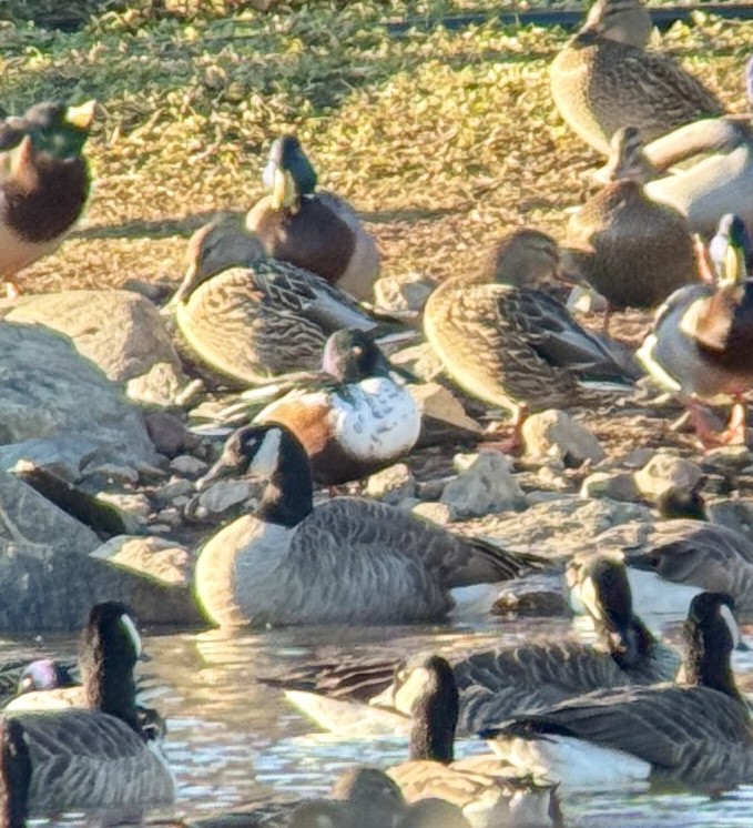 Northern Shoveler - ML646211413