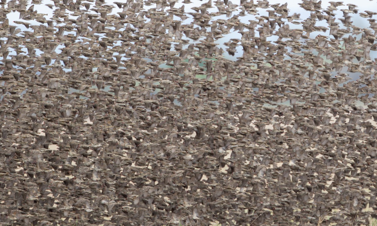 Red-billed Quelea - ML646211415