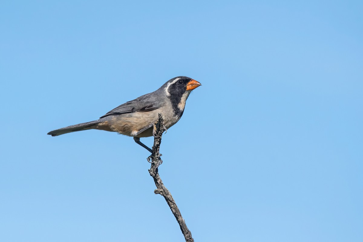 キバシイカル - ML646211422