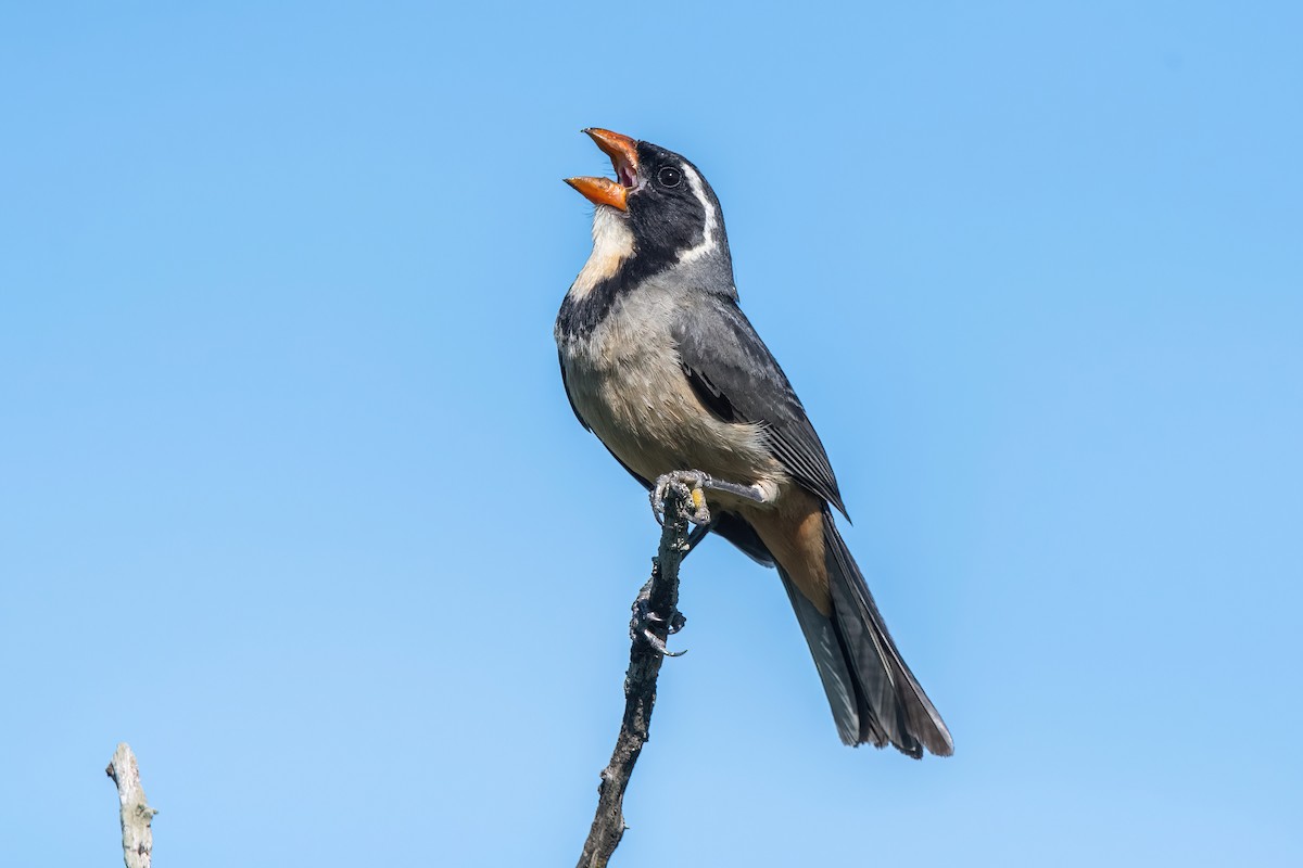 キバシイカル - ML646211423