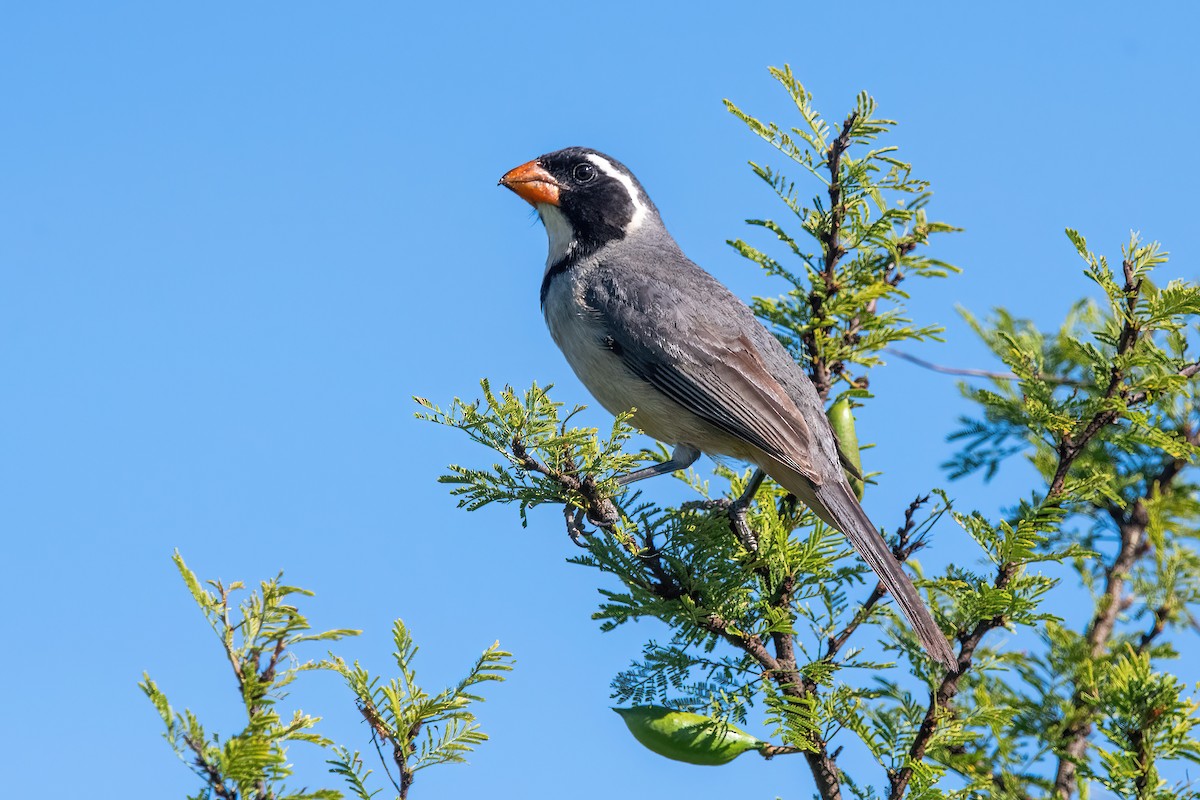 キバシイカル - ML646211424