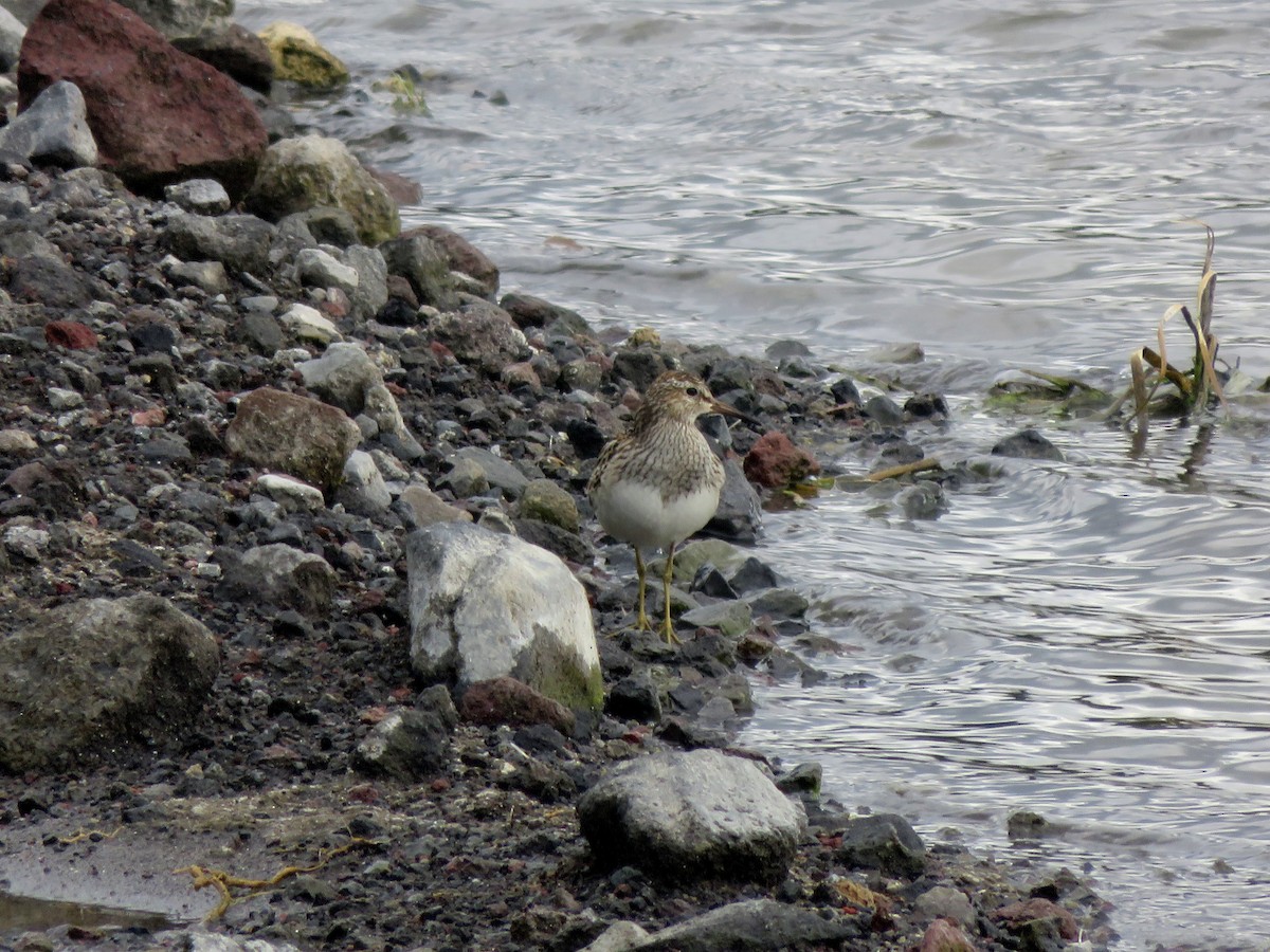 Побережник арктичний - ML646211425