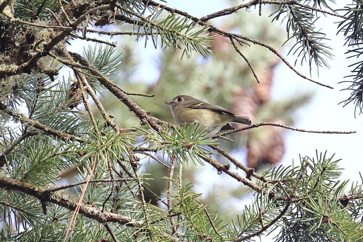 Hutton's Vireo - ML646211426