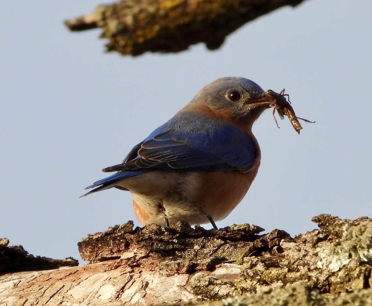 Блакитник східний - ML646211441