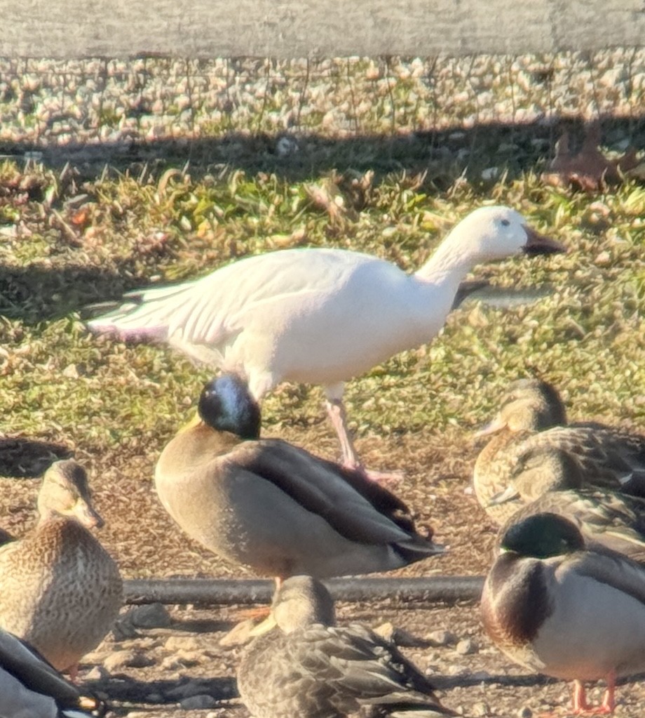 Snow Goose - ML646211444