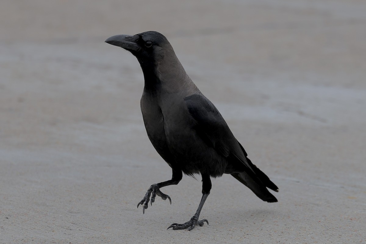 Ev Kargası - ML646211445