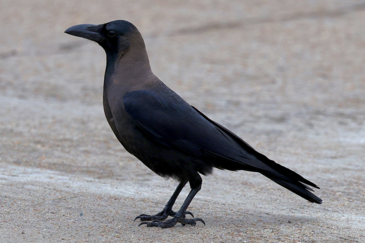 Ev Kargası - ML646211447