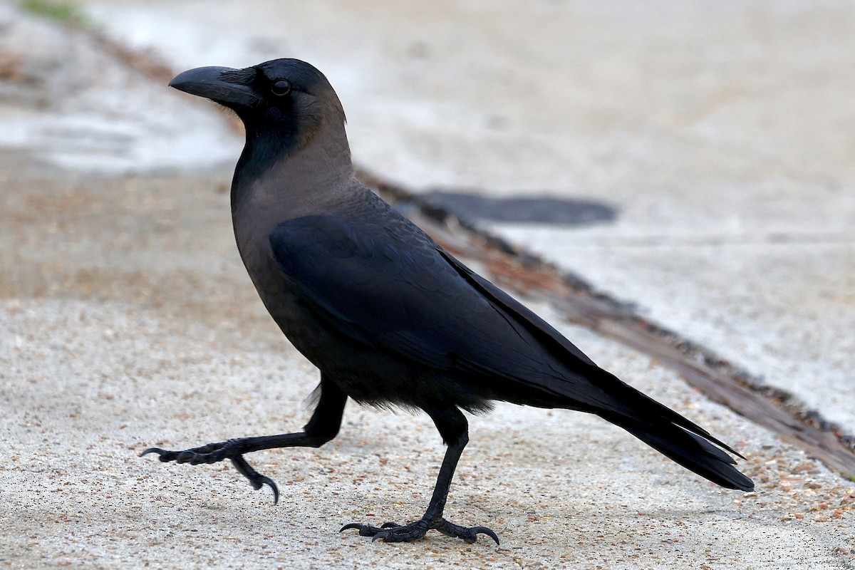 Ev Kargası - ML646211448