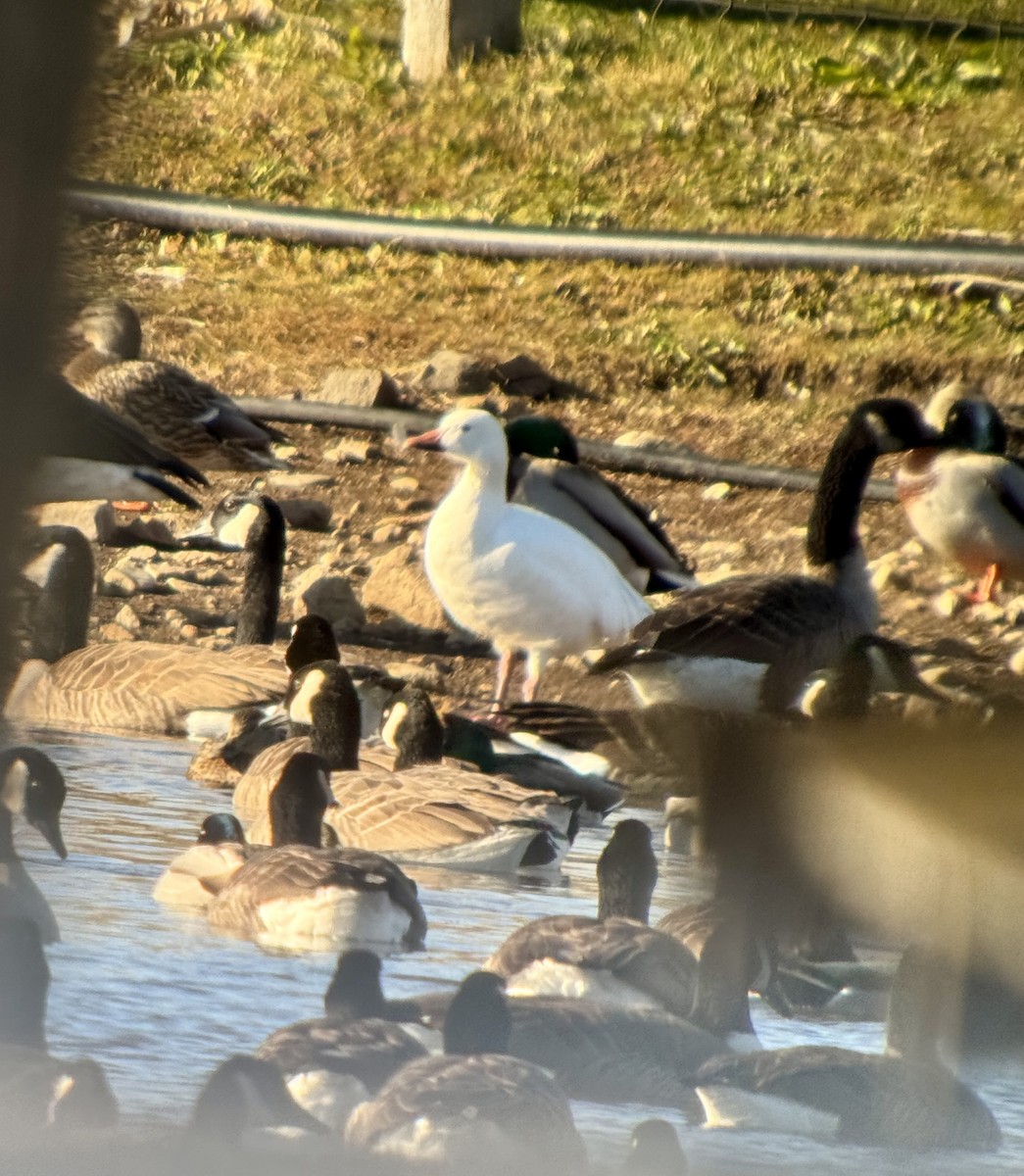 Snow Goose - ML646211449