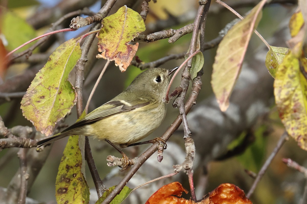 Gözlüklü Çalıkuşu - ML646211450