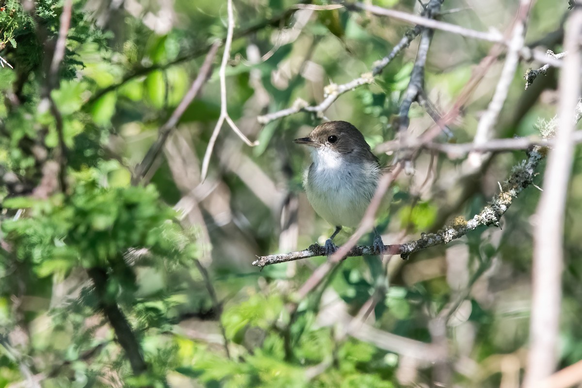 Ekru Tepeli Tiranület - ML646211451