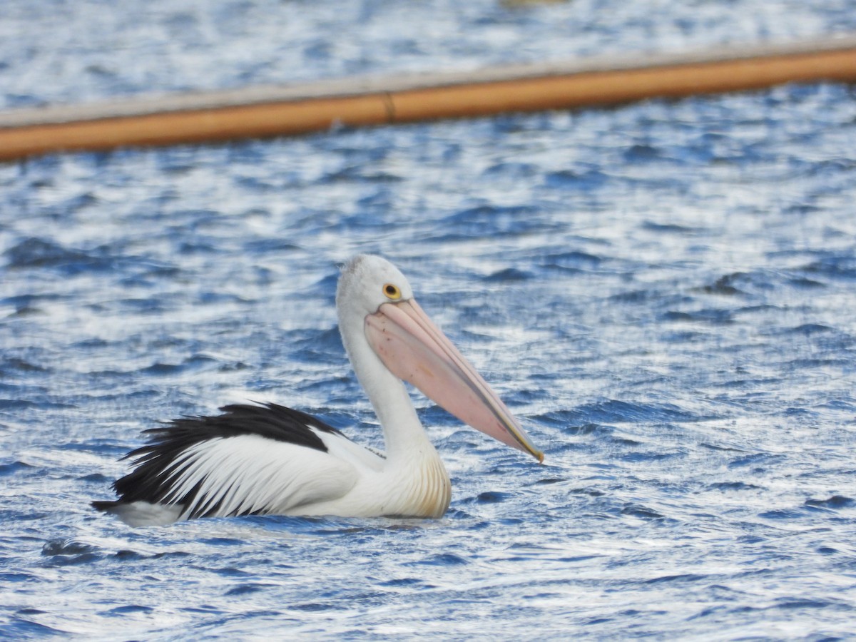 Avustralya Pelikanı - ML646211452