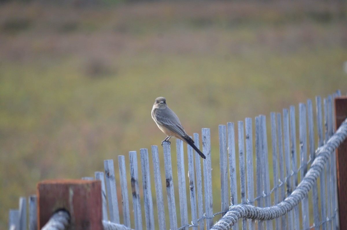 Say Fibisi - ML646211453