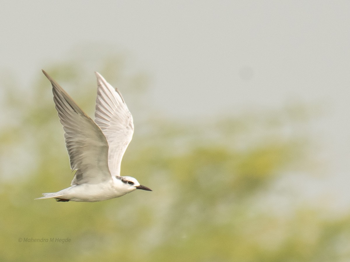 Bıyıklı Sumru - ML646211454