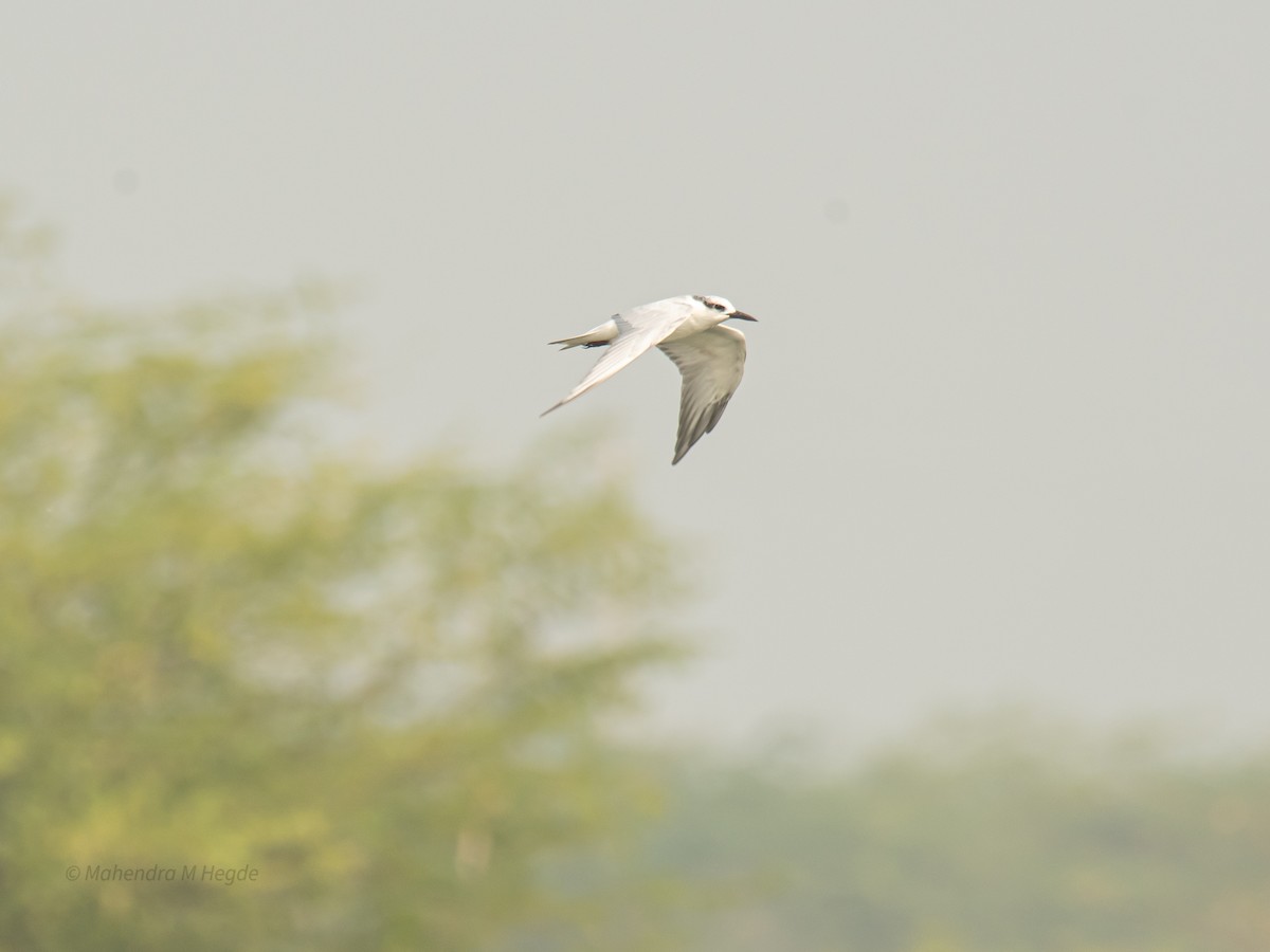 Bıyıklı Sumru - ML646211455