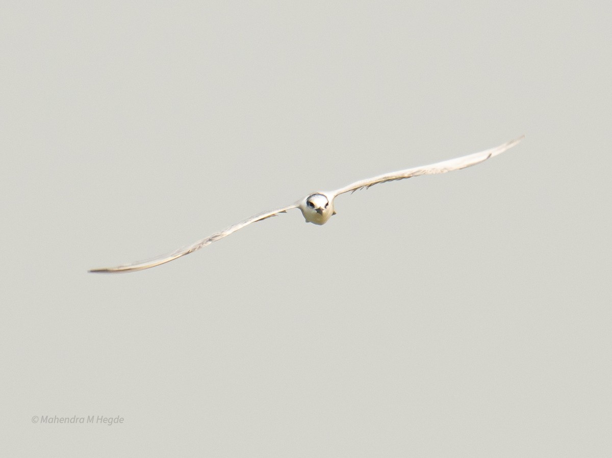 Bıyıklı Sumru - ML646211456