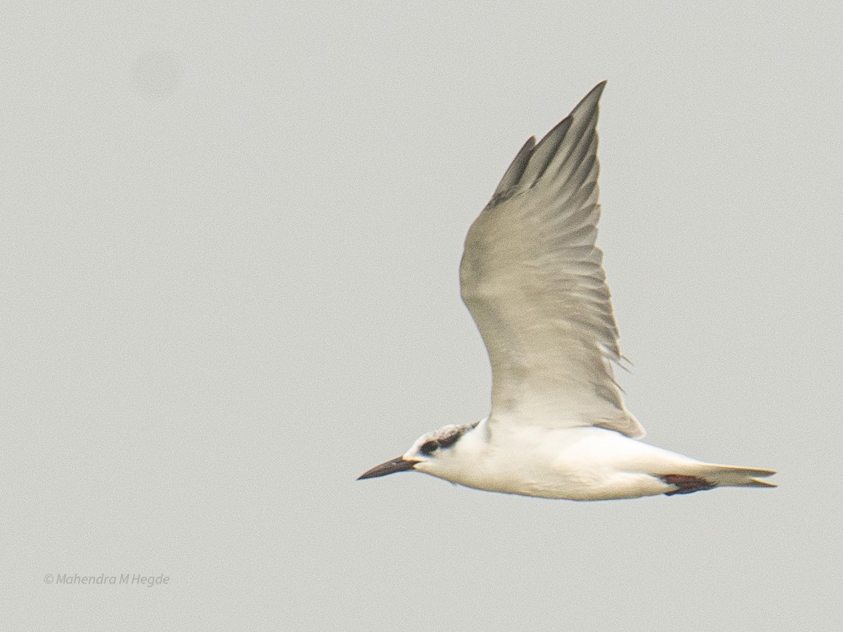 Bıyıklı Sumru - ML646211457