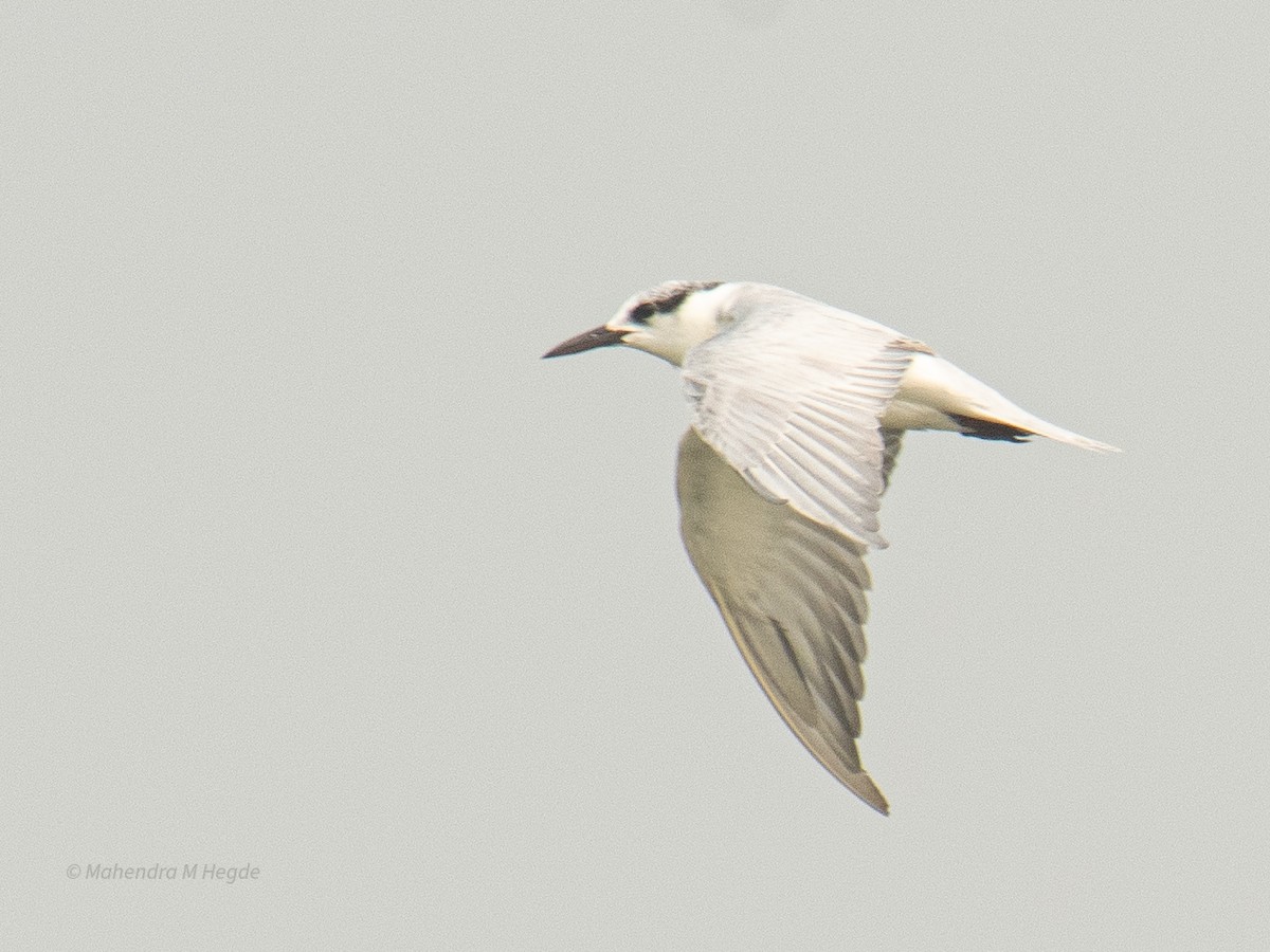 Bıyıklı Sumru - ML646211458