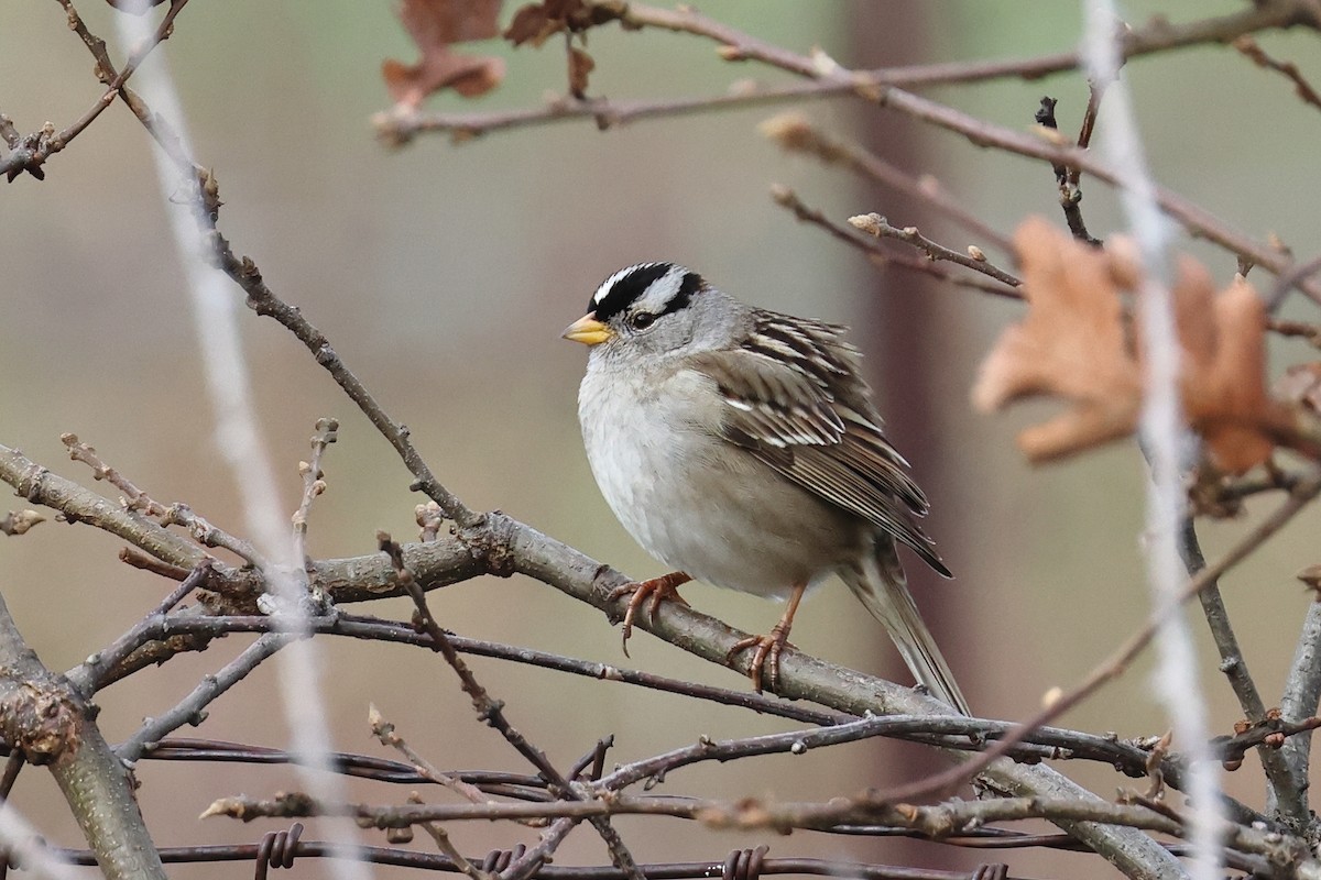 Porsuk Serçesi - ML646211459