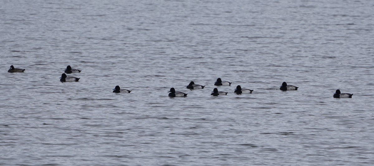 Morbaş Patka - ML646211460