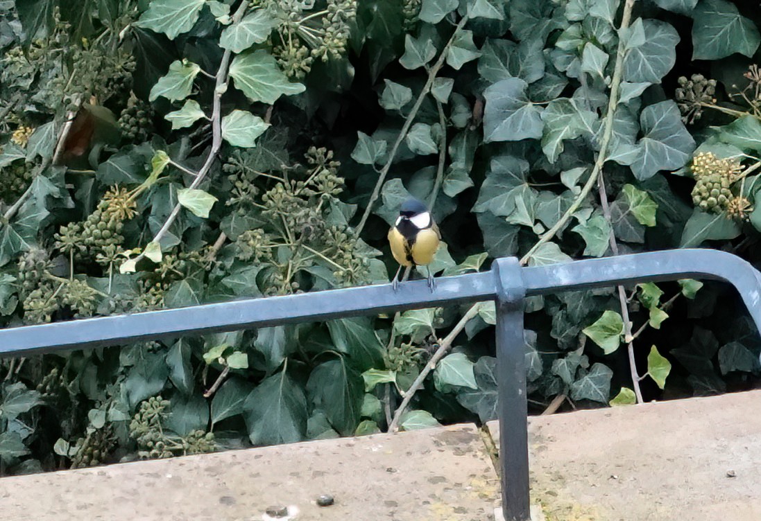 Büyük Baştankara - ML646211461