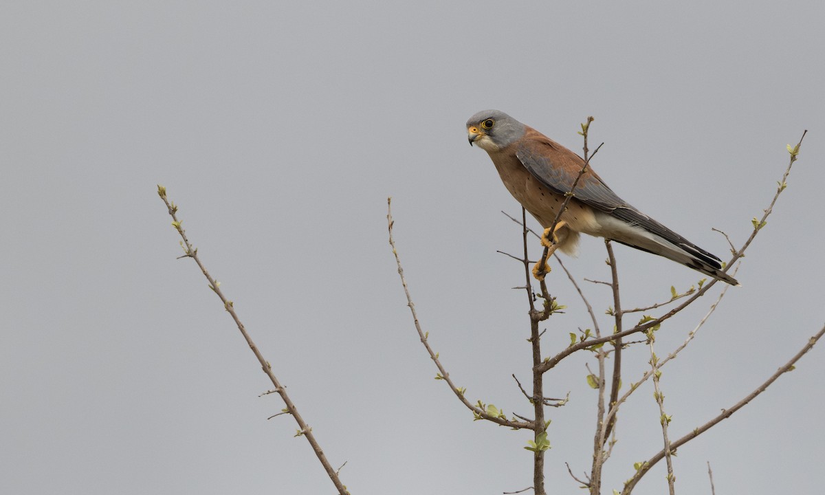 Lesser Kestrel - ML646211462