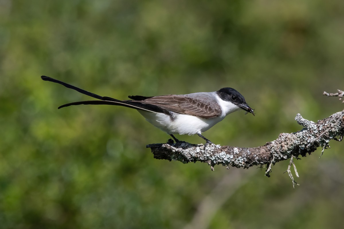 Savan Tiranı - ML646211463