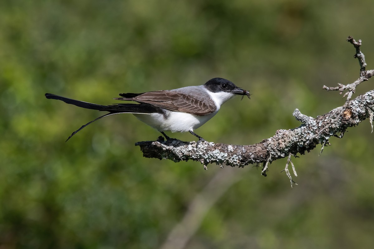 Savan Tiranı - ML646211464