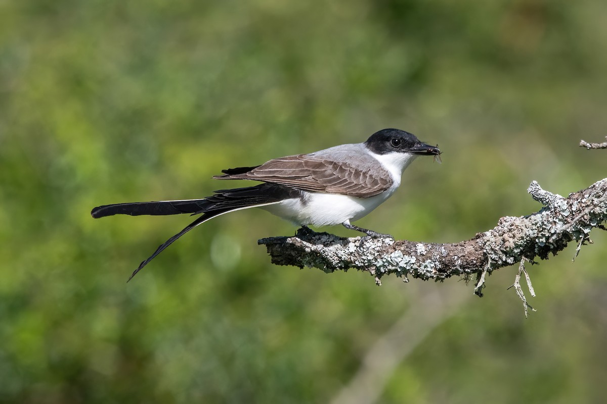 Savan Tiranı - ML646211465