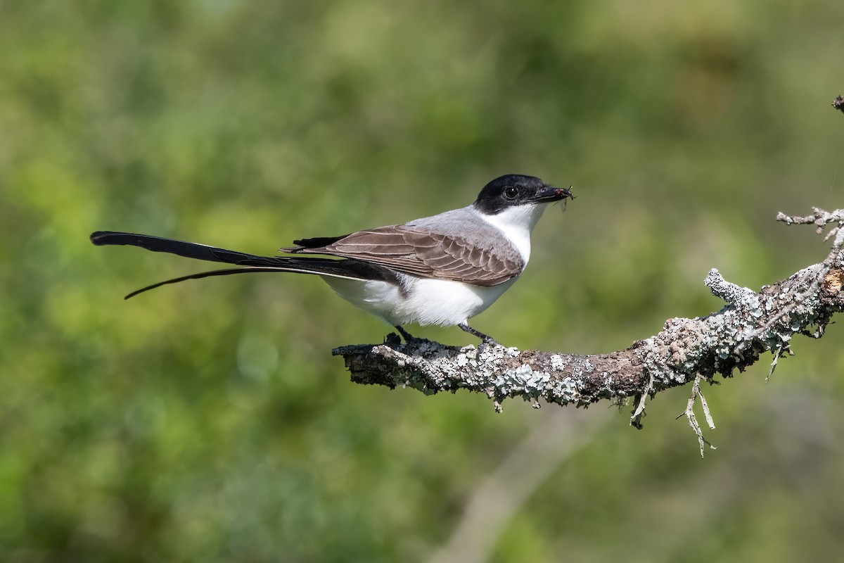 Savan Tiranı - ML646211466