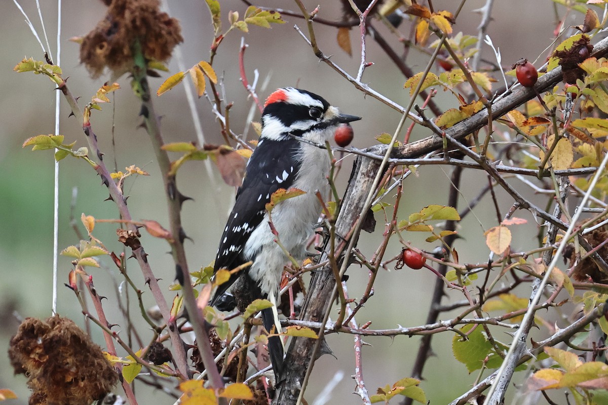 Yumuşak Tüylü Ağaçkakan - ML646211468