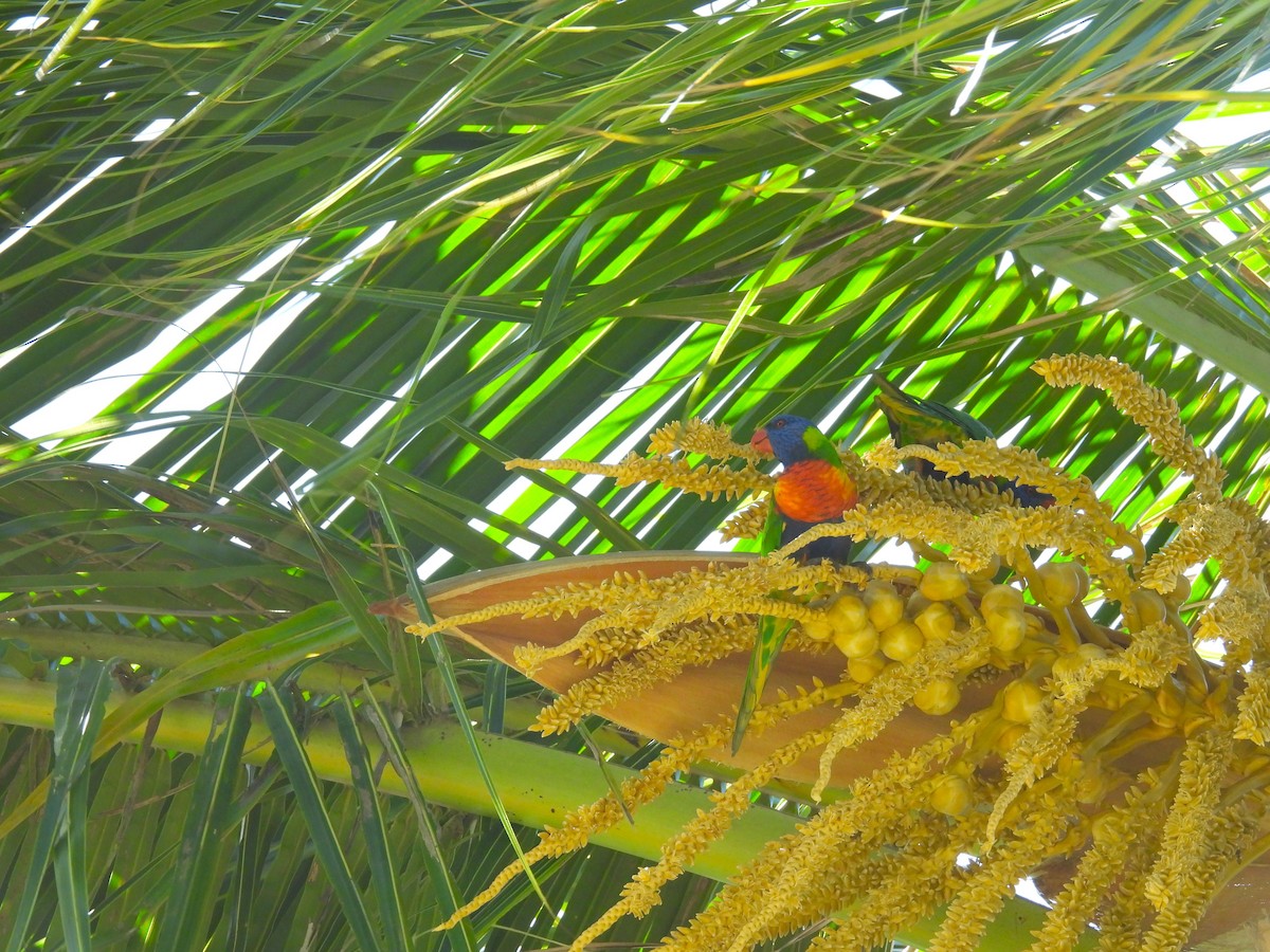 Gökkuşağı Renkli Loriket - ML646211469