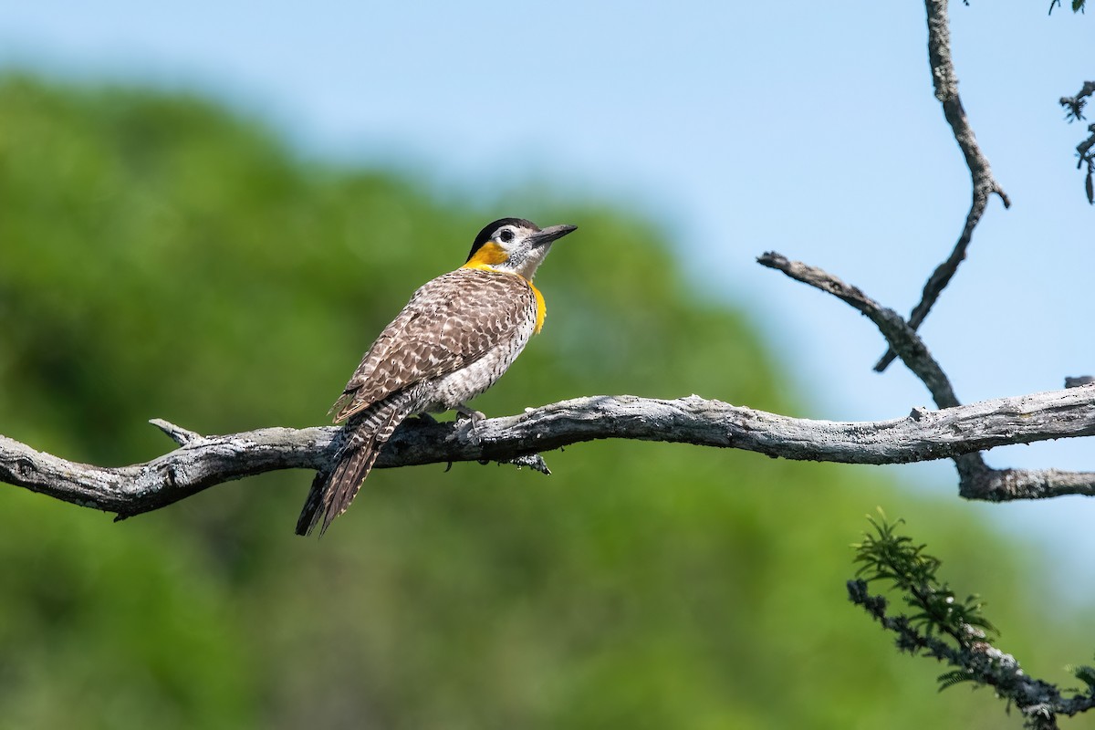 Kır Ağaçkakanı - ML646211471