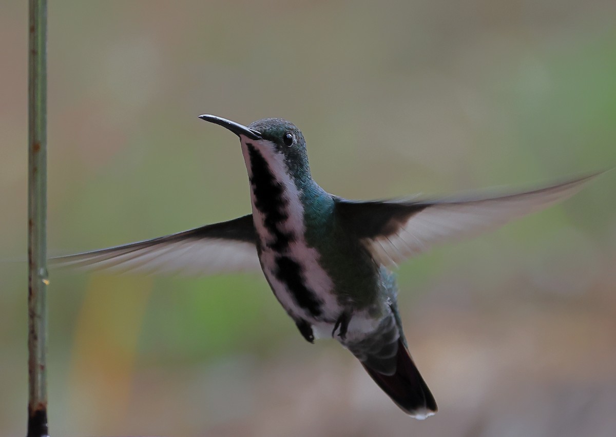 Kara Gerdanlı Mango - ML646211474