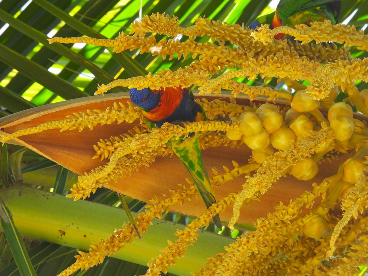 Gökkuşağı Renkli Loriket - ML646211475