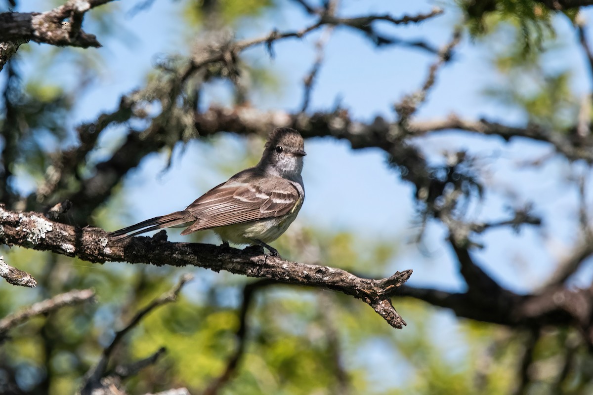 Pantanal Çalı Sinekkapanı - ML646211476