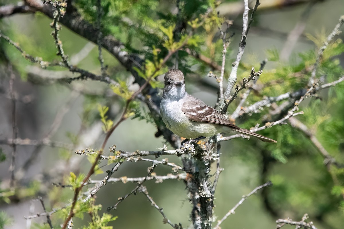 Pantanal Çalı Sinekkapanı - ML646211477