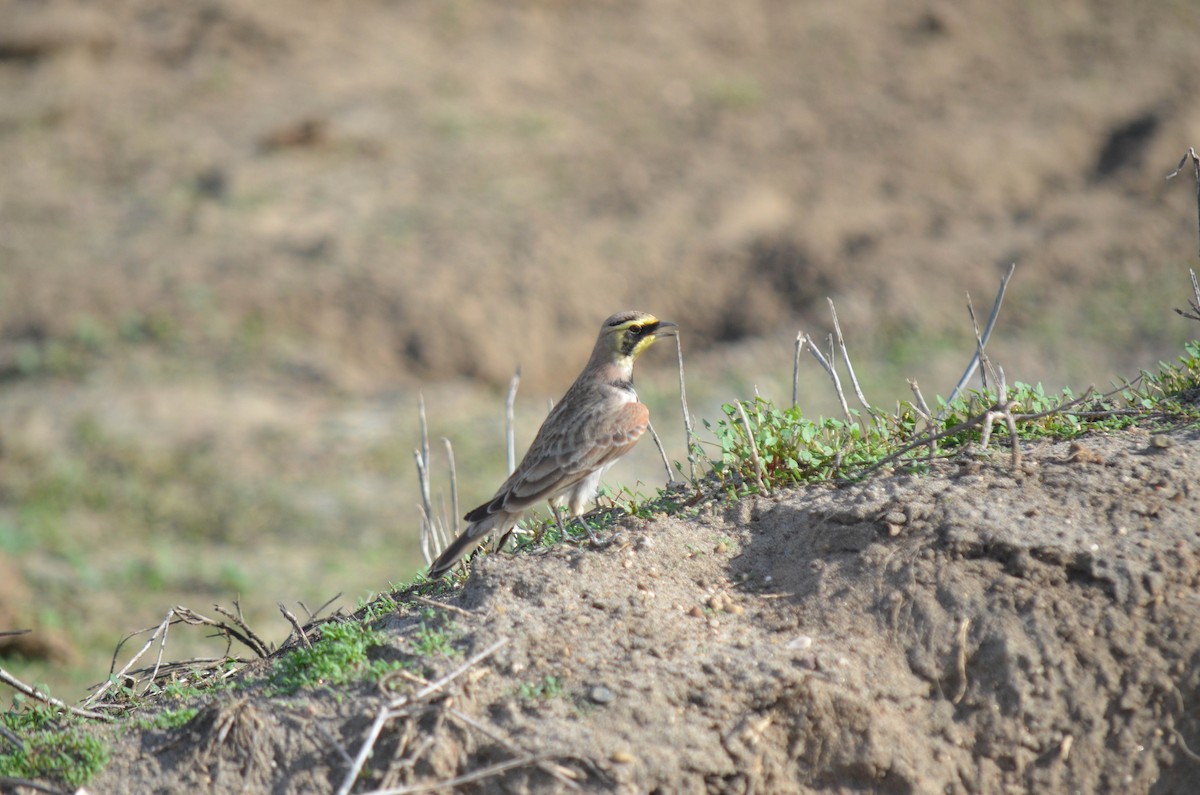 Kulaklı Toygar - ML646211478